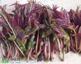 香椿什么味道？香椿吃起來什么味道？