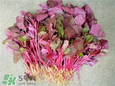 莧菜根的營養(yǎng)價值 莧菜根的功效與作用 莧菜根的營養(yǎng)價值 莧菜根的功效與作用