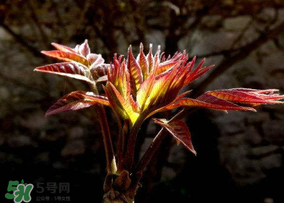 香椿能放冰箱嗎？香椿放冰箱能保存多久？
