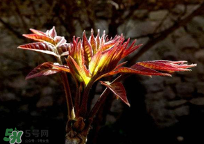 香椿苦能吃嗎？香椿苦怎么做好吃？