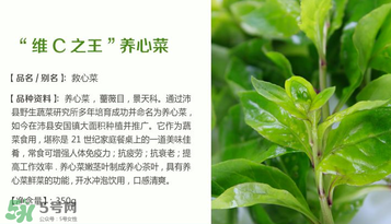 救心菜孕婦能吃嗎？救心菜孕婦可以吃嗎？