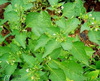 孕婦可以吃龍葵菜嗎？龍葵菜孕婦可以吃嗎？