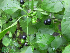 孕婦可以吃龍葵菜嗎？龍葵菜孕婦可以吃嗎？