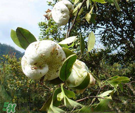 茶耳孕婦能吃嗎？孕婦能吃茶耳嗎？