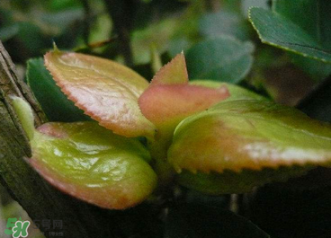 茶耳孕婦能吃嗎？孕婦能吃茶耳嗎？