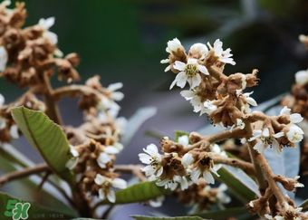 枇杷花孕婦能喝嗎？枇杷花孕婦可以喝嗎？