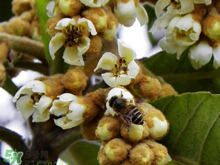 枇杷花孕婦能喝嗎？枇杷花孕婦可以喝嗎？