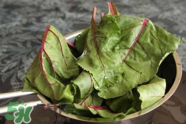 甜菜葉是否可以生吃？甜菜葉可以生吃嗎