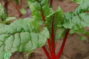 甜菜葉是否可以生吃？甜菜葉可以生吃嗎