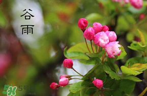谷雨會(huì)下雨嗎？2017年谷雨會(huì)下雨嗎？