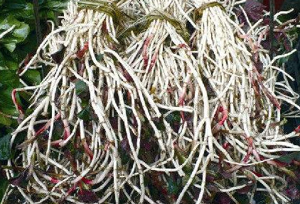 魚腥草根和葉哪個(gè)好？魚腥草根好還是葉子好