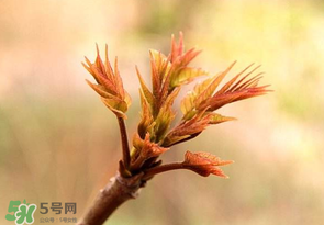 香椿芽可以冷凍嗎？香椿芽怎么冷凍？