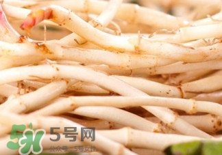 魚腥草根有什么作用？魚腥草根的功效與作用
