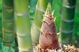 竹筍是竹子嗎？竹筍和竹子的關(guān)系