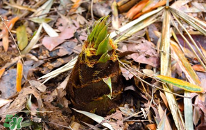 竹筍是竹子嗎？竹筍和竹子的關(guān)系