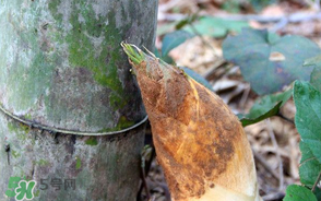竹筍是竹子嗎？竹筍和竹子的關(guān)系