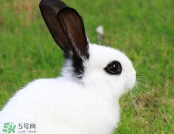 孕婦能吃兔子肉嗎？孕婦可以吃兔子肉嗎？