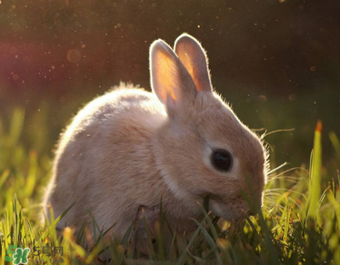 孕婦吃兔肉寶寶真的會(huì)長(zhǎng)兔唇嗎？孕婦吃兔子肉會(huì)得兔唇嗎？