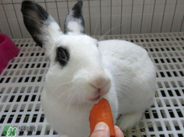 孕婦吃兔肉寶寶真的會(huì)長(zhǎng)兔唇嗎？孕婦吃兔子肉會(huì)得兔唇嗎？