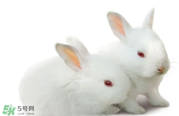 孕婦吃兔肉寶寶真的會(huì)長(zhǎng)兔唇嗎？孕婦吃兔子肉會(huì)得兔唇嗎？