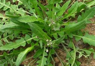 地菜是什么菜？地菜是不是薺菜