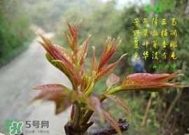 香椿臭嗎？香椿為什么那么臭？