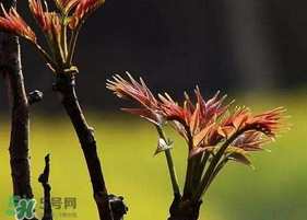 香椿臭嗎？香椿為什么那么臭？