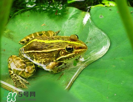 孕婦能吃青蛙嗎？孕婦可以吃青蛙嗎？