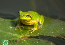 孕婦能吃青蛙嗎？孕婦可以吃青蛙嗎？