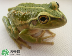 孕婦能吃青蛙嗎？孕婦可以吃青蛙嗎？