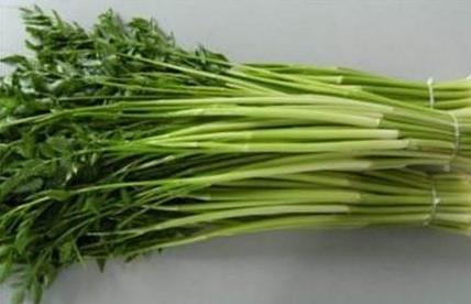 水芹菜是什么菜？水芹菜是野芹菜嗎