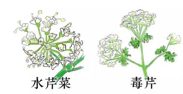 水芹菜有毒嗎？水芹菜有沒有毒