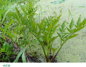水芹菜和毒芹有哪些區(qū)別？水芹菜和毒芹圖片