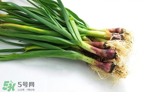蒜苗多少錢一斤？蒜苗多少錢一斤2017？