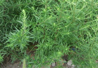 茵陳泡水喝有什么好處？茵陳泡水喝有什么功效與禁忌