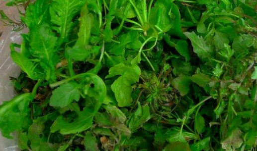 地菜是什么菜？地菜是不是薺菜