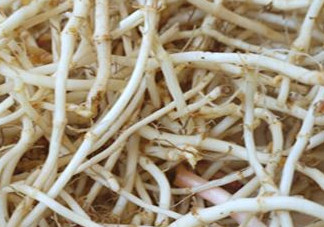 魚(yú)腥草根有什么作用？魚(yú)腥草根的功效與作用