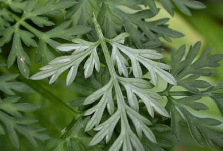 白蒿是茵陳嗎？白蒿與茵陳有什么區(qū)別