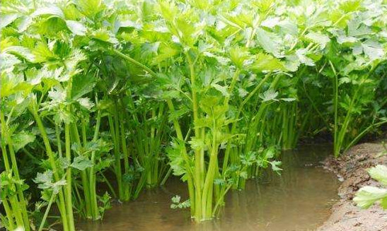 水芹菜有毒嗎？水芹菜有沒有毒