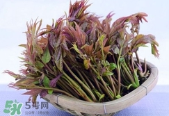 香椿芽怎么吃？新鮮香椿芽怎么吃