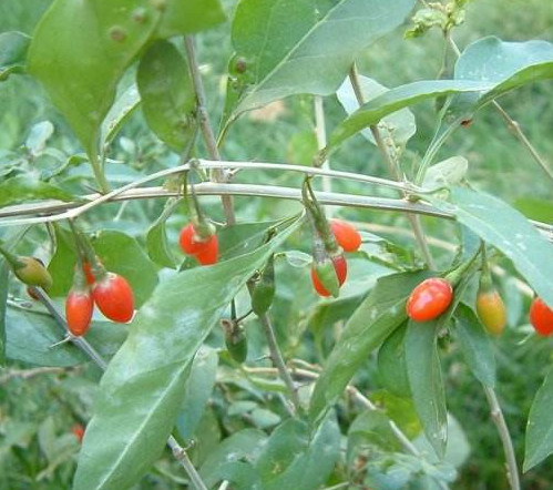 枸杞頭是什么樣子？枸杞頭是什么菜