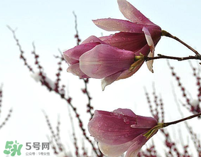 谷雨是什么季節(jié)？谷雨是春天還是夏天？