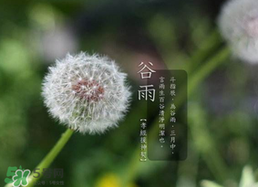 谷雨種什么菜？谷雨前后種什么蔬菜？
