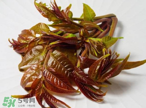香椿有幾種？香椿哪種好？