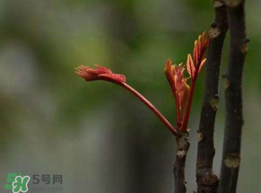 香椿有幾種？香椿哪種好？