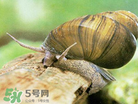 田螺可以凈化水質(zhì)嗎？田螺能凈化水質(zhì)嗎？