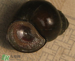 田螺死了能吃嗎？田螺剛死能吃嗎？