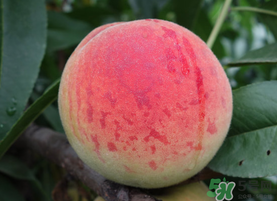 五月份有桃子嗎？5月份有桃子嗎？