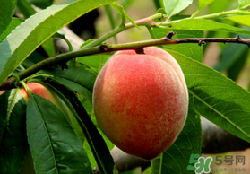 五月份有桃子嗎？5月份有桃子嗎？