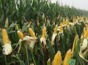 四月份的玉米能吃嗎？四月份有玉米嗎？